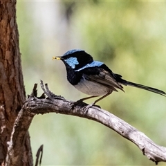 Malurus cyaneus (Superb Fairywren) at Hawker, ACT - 24 Dec 2024 by AlisonMilton