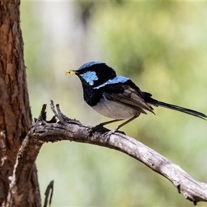 Malurus cyaneus (Superb Fairywren) at Hawker, ACT by AlisonMilton