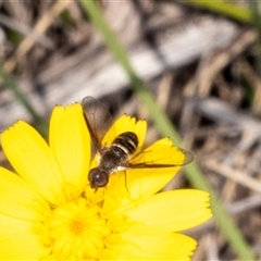 Villa sp. (genus) (Unidentified Villa bee fly) at Hawker, ACT - 24 Dec 2024 by AlisonMilton