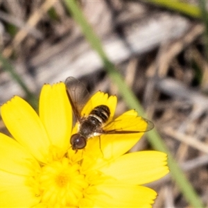 Villa sp. (genus) (Unidentified Villa bee fly) at Hawker, ACT by AlisonMilton