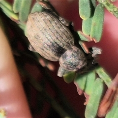 Perperus sp. (genus) (Weevil) at Bungendore, NSW - 25 Dec 2024 by clarehoneydove