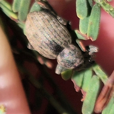 Perperus sp. (genus) at Bungendore, NSW - 25 Dec 2024 by clarehoneydove