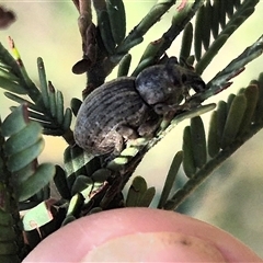 Perperus sp. (genus) at Bungendore, NSW - 25 Dec 2024