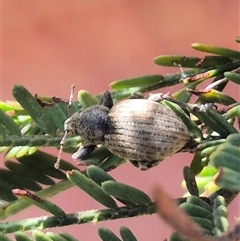 Perperus sp. (genus) at Bungendore, NSW - 25 Dec 2024