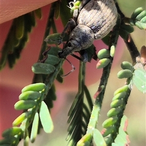 Perperus sp. (genus) at Bungendore, NSW - suppressed