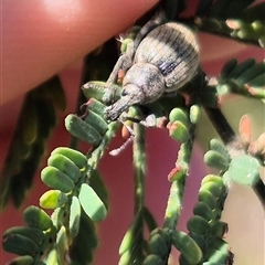 Perperus sp. (genus) at Bungendore, NSW - 25 Dec 2024