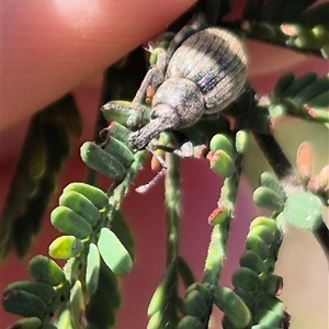 Perperus sp. (genus) at Bungendore, NSW - suppressed