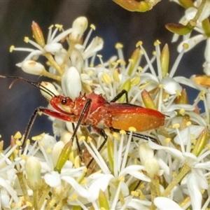 Gminatus australis (Orange assassin bug) at Hawker, ACT by AlisonMilton