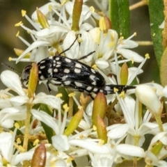 Mordella dumbrelli (Dumbrell's Pintail Beetle) at Hawker, ACT - 23 Dec 2024 by AlisonMilton