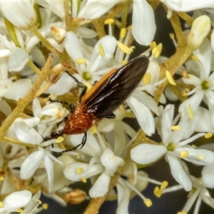 Bibio imitator (Garden maggot) at Hawker, ACT by AlisonMilton