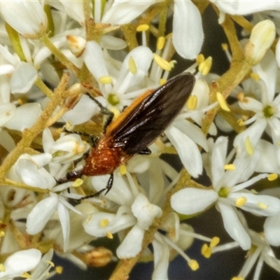 Bibio imitator (Garden maggot) at Hawker, ACT - 24 Dec 2024 by AlisonMilton