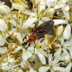 Bibio imitator at Hawker, ACT - 24 Dec 2024 10:34 AM