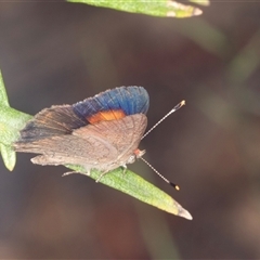 Paralucia pyrodiscus (Fiery Copper) at Bungonia, NSW - 20 Dec 2024 by AlisonMilton