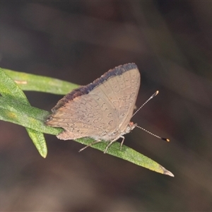 Paralucia pyrodiscus at Bungonia, NSW - suppressed