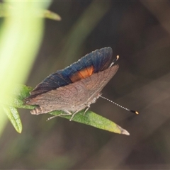 Paralucia pyrodiscus at Bungonia, NSW - suppressed