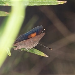 Paralucia pyrodiscus at Bungonia, NSW - suppressed