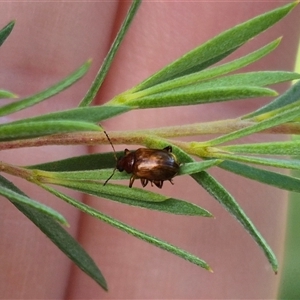 Alticini (tribe) at Bungendore, NSW - suppressed