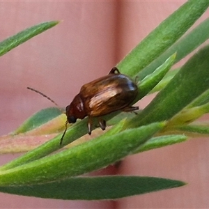 Alticini (tribe) at Bungendore, NSW - suppressed