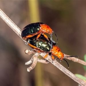 Lamprolina (genus) at Bungonia, NSW - 20 Dec 2024