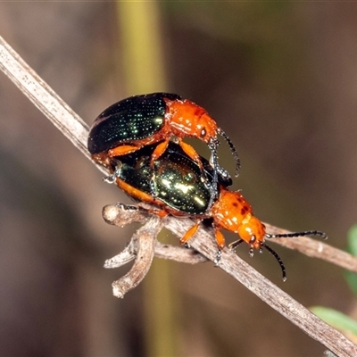 Lamprolina (genus) (Pittosporum leaf beetle) at Bungonia, NSW - 20 Dec 2024 by AlisonMilton