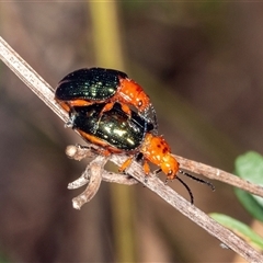 Lamprolina (genus) at Bungonia, NSW - 20 Dec 2024