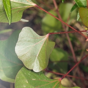 Brachychiton populneus (Kurrajong) at Bungonia, NSW by AlisonMilton