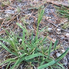 Panicum racemosum at Wamboin, NSW - 20 Dec 2024 by Komidar