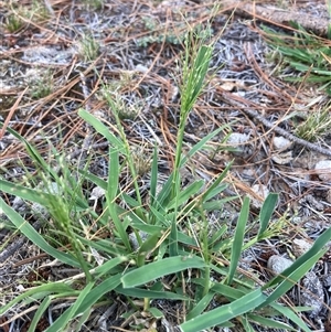 Panicum effusum (Hairy Panic Grass) at Wamboin, NSW by Komidar