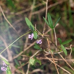 Glycine clandestina (Twining Glycine) at Bungonia, NSW - 20 Dec 2024 by AlisonMilton