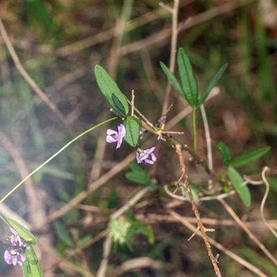 Glycine clandestina (Twining Glycine) at Bungonia, NSW - 20 Dec 2024 by AlisonMilton