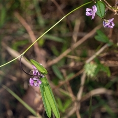 Glycine clandestina at Bungonia, NSW - 20 Dec 2024