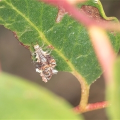 Chrysopidae (family) (Unidentified Green lacewing) at Bungonia, NSW - 20 Dec 2024 by AlisonMilton