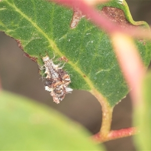 Chrysopidae (family) (Unidentified Green lacewing) at Bungonia, NSW by AlisonMilton