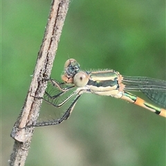 Austrolestes leda (Wandering Ringtail) at Bungendore, NSW - 25 Dec 2024 by clarehoneydove