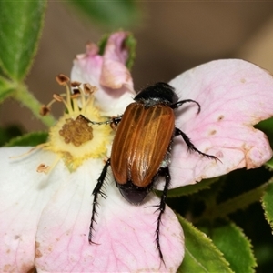 Phyllotocus rufipennis (Nectar scarab) at Fraser, ACT by AlisonMilton