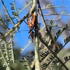 Gminatus australis (Orange assassin bug) at Bungendore, NSW - 25 Dec 2024 by clarehoneydove