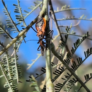 Gminatus australis (Orange assassin bug) at Bungendore, NSW by clarehoneydove