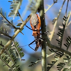 Gminatus australis at Bungendore, NSW - suppressed