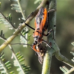 Gminatus australis at Bungendore, NSW - suppressed