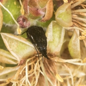 Mordella sp. (genus) (Pintail or tumbling flower beetle) at Higgins, ACT by AlisonMilton