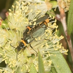 Chauliognathus lugubris (Plague Soldier Beetle) at Higgins, ACT - 15 Nov 2024 by AlisonMilton