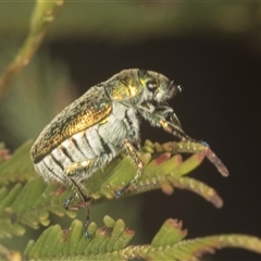 Diphucephala sp. (genus) (Green Scarab Beetle) at Bungonia, NSW - 17 Nov 2024 by AlisonMilton