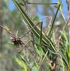 Tinzeda (genus) (A katydid) at Bungendore, NSW - 25 Dec 2024 by clarehoneydove