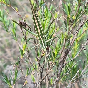 Tinzeda (genus) at Bungendore, NSW - suppressed