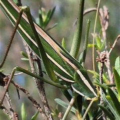 Tinzeda (genus) at Bungendore, NSW - suppressed