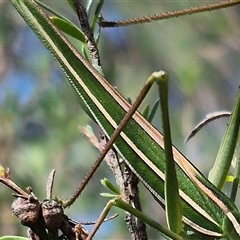 Tinzeda (genus) at Bungendore, NSW - suppressed