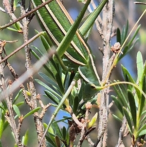 Tinzeda (genus) at Bungendore, NSW - suppressed