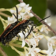 Porrostoma rhipidium (Long-nosed Lycid (Net-winged) beetle) at Hawker, ACT - 12 Nov 2024 by AlisonMilton