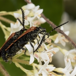 Porrostoma rhipidium (Long-nosed Lycid (Net-winged) beetle) at Hawker, ACT by AlisonMilton