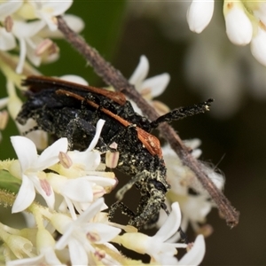 Porrostoma rhipidium at Hawker, ACT - 13 Nov 2024